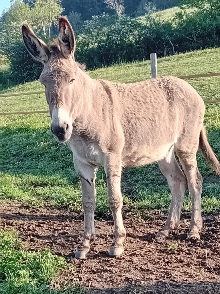 Un âne dans le pré à la Ferme pédagogique du Petit Peisselay à Valsonne, au cœur du Beaujolais Vert
