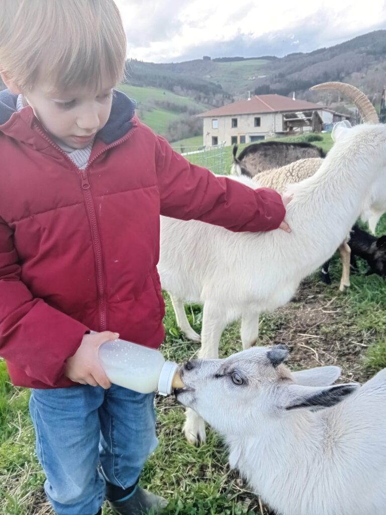 Un enfant donne le biberon à une chèvre à la Ferme pédagogique du Petit Peisselay à Valsonne