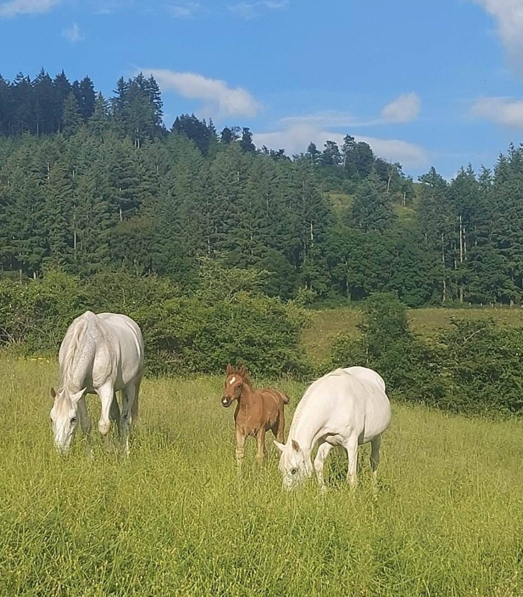 CHEVAUX-CHAMP-FERME-DU-PETIT-PEISSELAY CHEVAUX-CHAMP-FERME-DU-PETIT-PEISSELAY